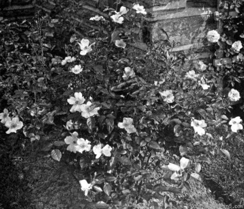 'Bloomfield Perpetual' rose photo