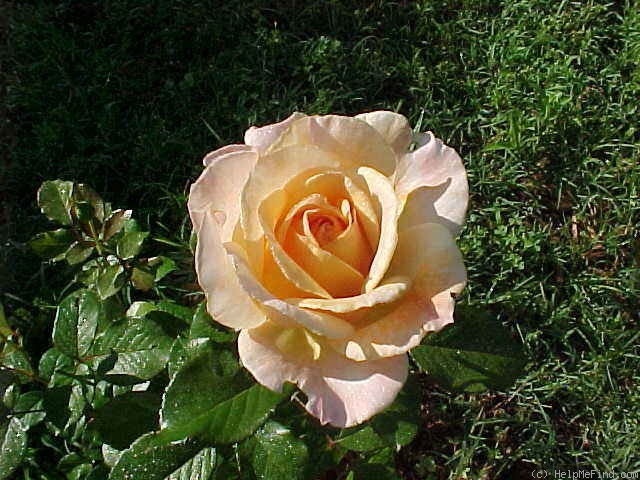 'JACsleep' rose photo