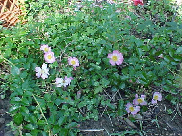 'Green Snake' rose photo