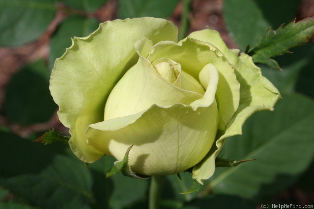 'St. Patrick ™ (hybrid tea, Strickland, 1986)' rose photo