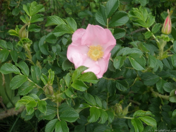 'Frau Dagmar Hastrup' rose photo