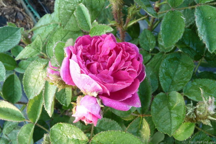 'Madame de la Roche-Lambert' rose photo