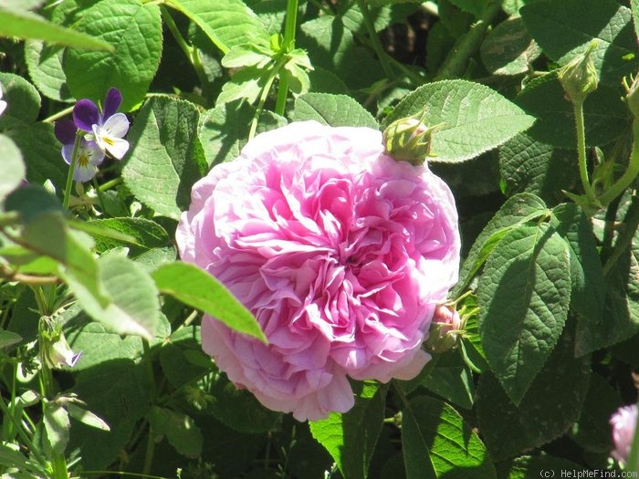 'Rose de la Maître-École' rose photo