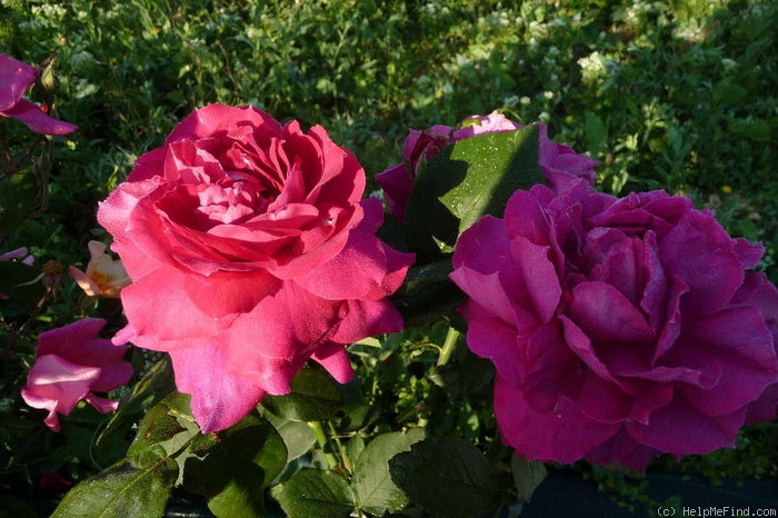 'Marchioness of Salisbury' rose photo