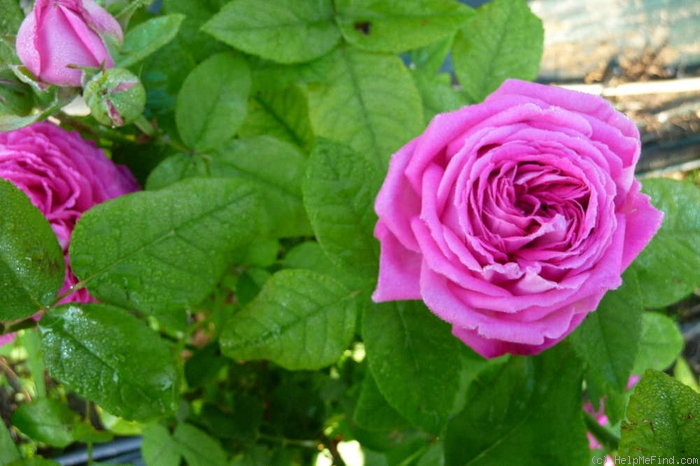 'John Hopper' rose photo