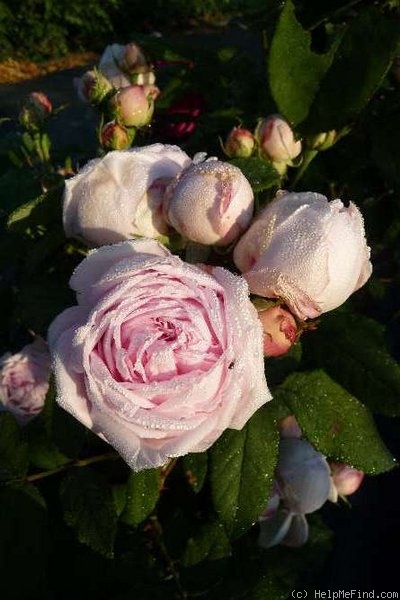 'Marguerite de Roman' rose photo