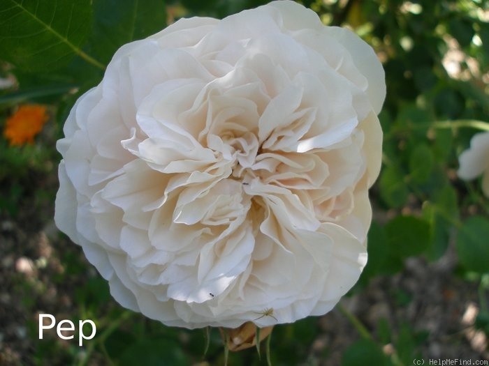 'AUStania' rose photo
