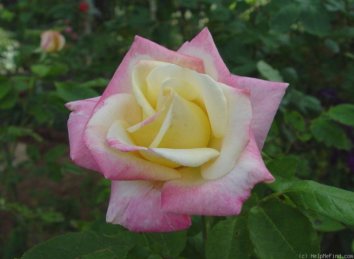 'Florence Mayer' rose photo