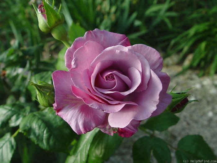 'Neptune ™ (hybrid tea, Carruth, 2003)' rose photo