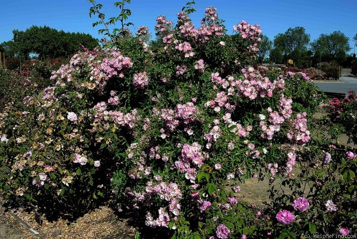 'Apple Blossom (Hybrid Multiflora, Burbank, 1932)' rose photo