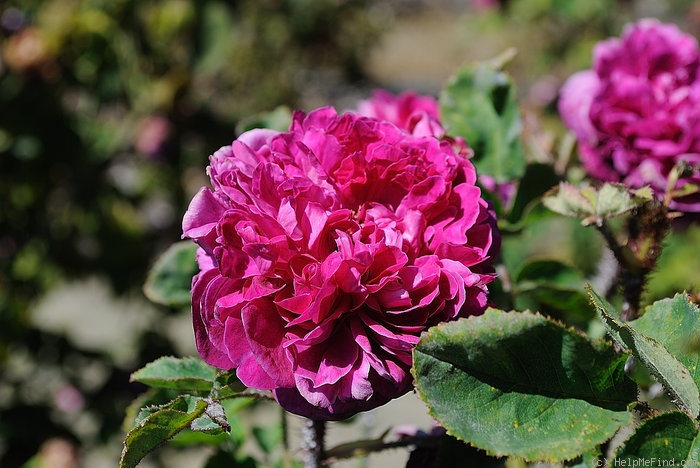 'Madame de la Roche-Lambert' rose photo