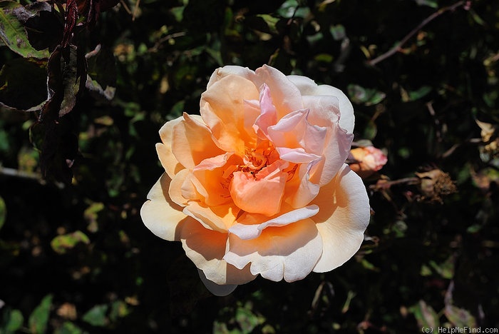 'Mrs. A. R. Waddell' rose photo