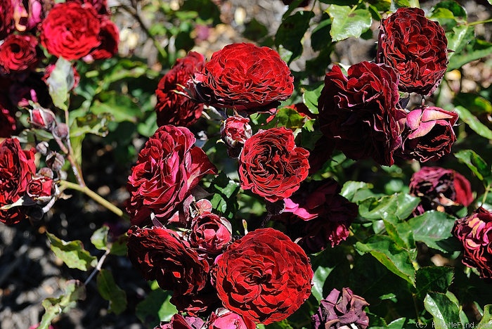 'Pied Piper' rose photo