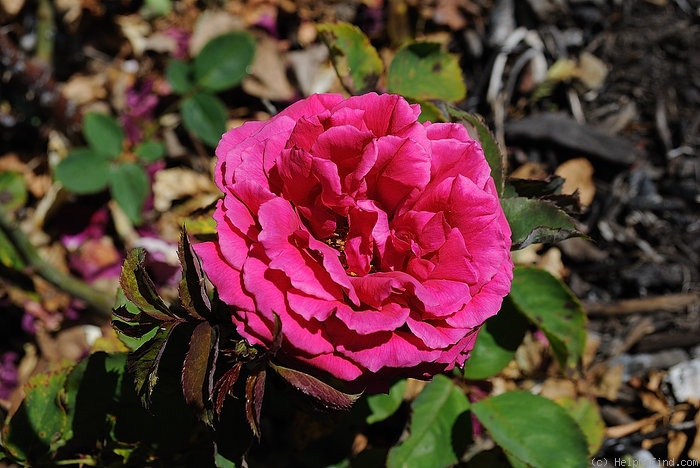 'Président Vignet' rose photo