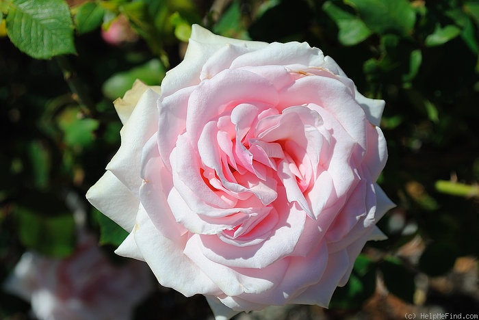 'Savoy Hotel (Hybrid Tea, Harkness, 1987)' rose photo