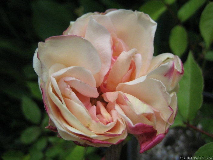 'Mélanie Willermoz' rose photo