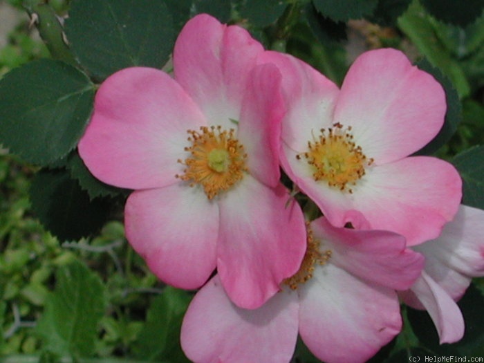'G.A. californica' rose photo