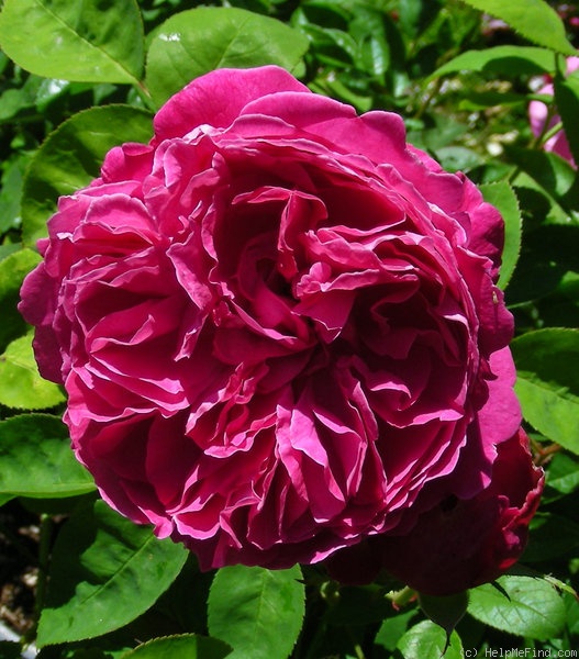 'Sir Edward Elgar' rose photo