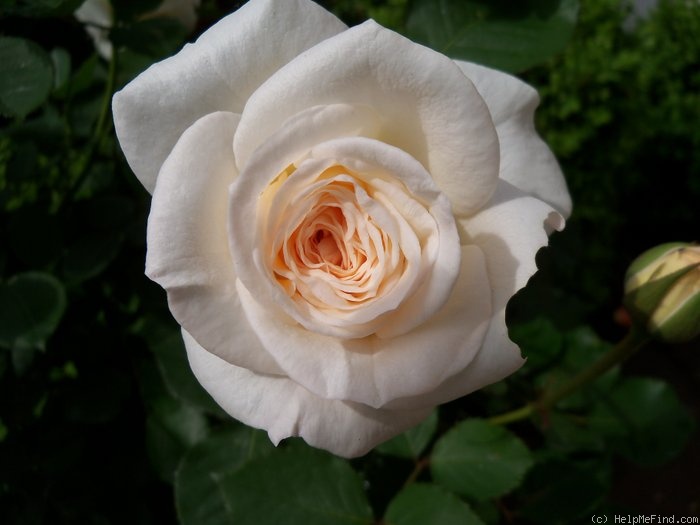 'The Finest' rose photo