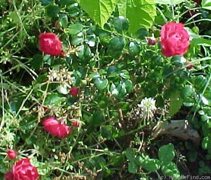 'Rotilla ™ (floribunda, Kordes 1992)' rose photo