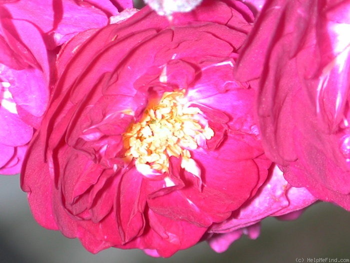 'Baby Faurax' rose photo