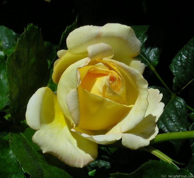'Celientje' rose photo