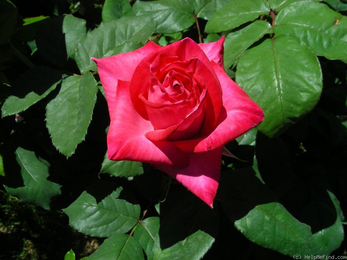 'Love's Kiss' rose photo