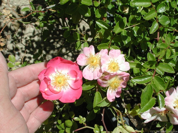 'IW0-47-19' rose photo