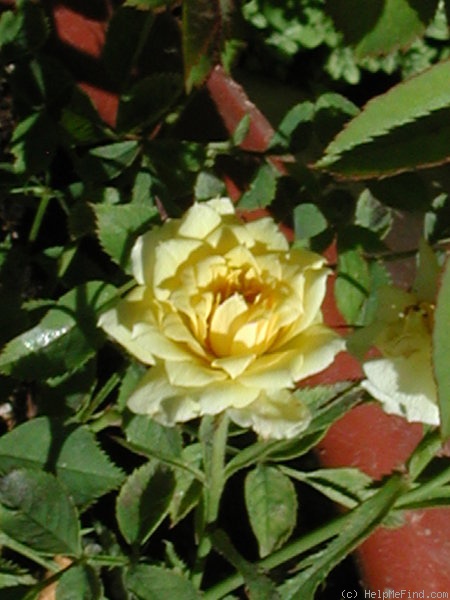 'ILC1-72-1' rose photo