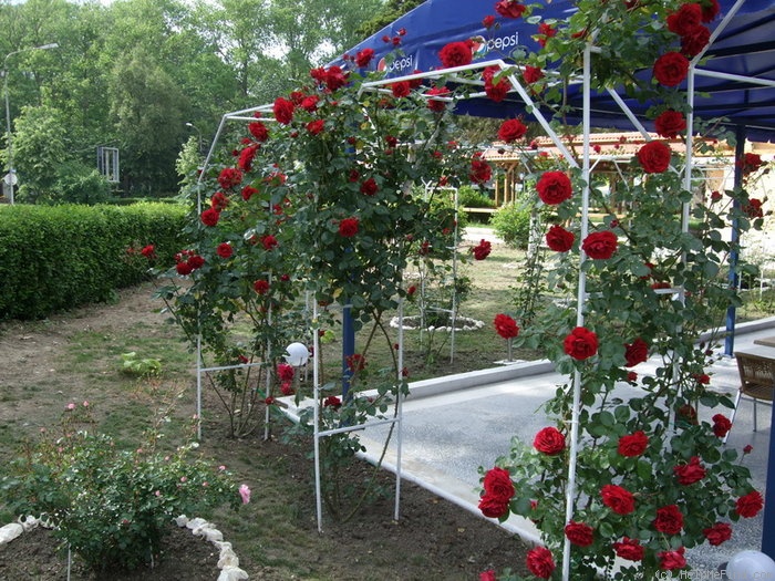 'Dublin Bay' rose photo