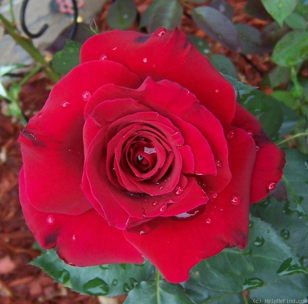 'National Velvet' rose photo