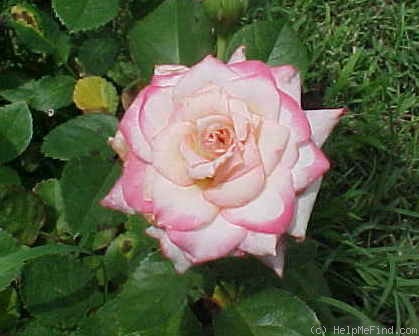'My Inspiration (miniflora, Wells 2007)' rose photo
