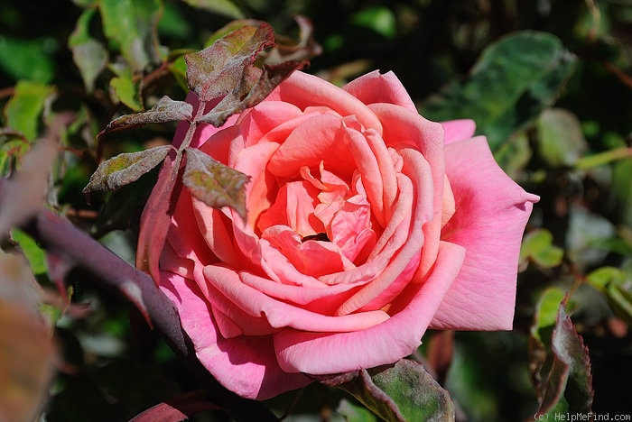 'Lorraine Lee Cl.' rose photo