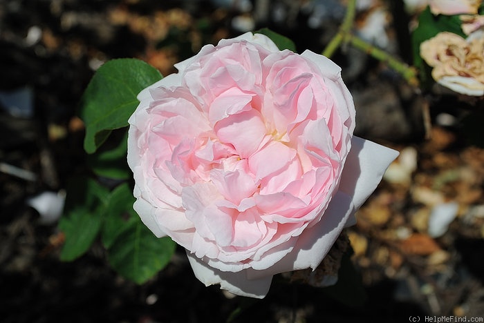 'Doutz' rose photo