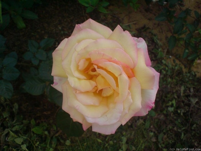 'Peace (hybrid tea, Meilland 1935)' rose photo
