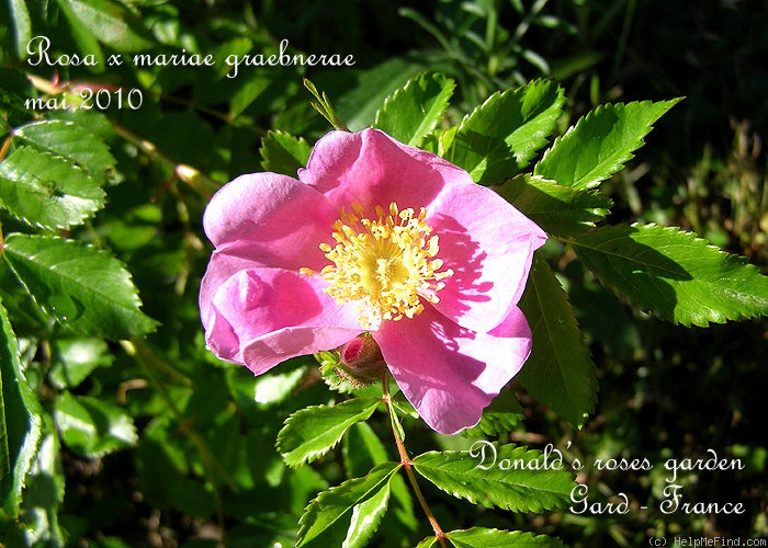 '<i>Rosa</i> x <i>mariae graebnerae</i> Ascherson & Graebner' rose photo