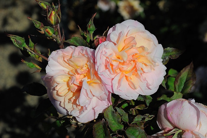 'Pink Gruss an Aachen (floribunda, Kluis, 1929)' rose photo