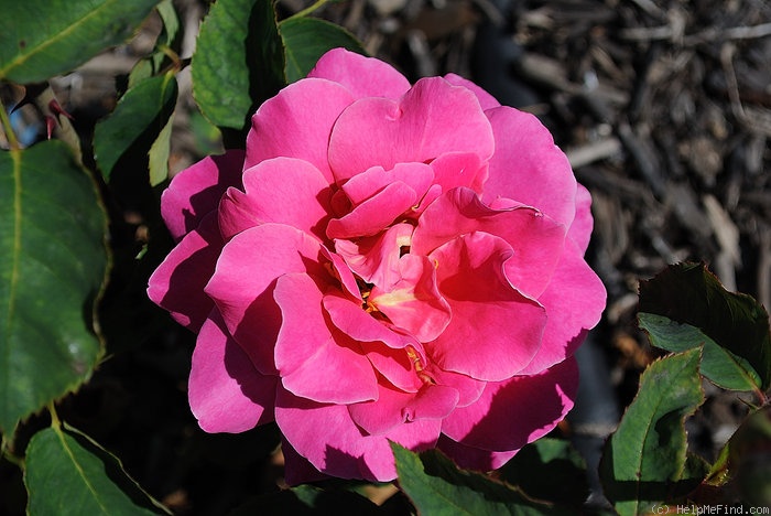 'Mary Margaret McBride' rose photo