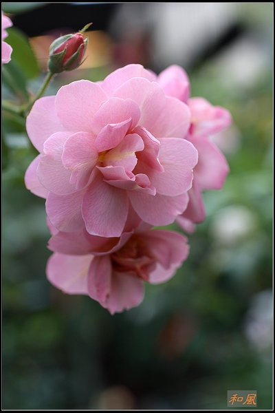 'hefeng garden禾豐園藝'  photo