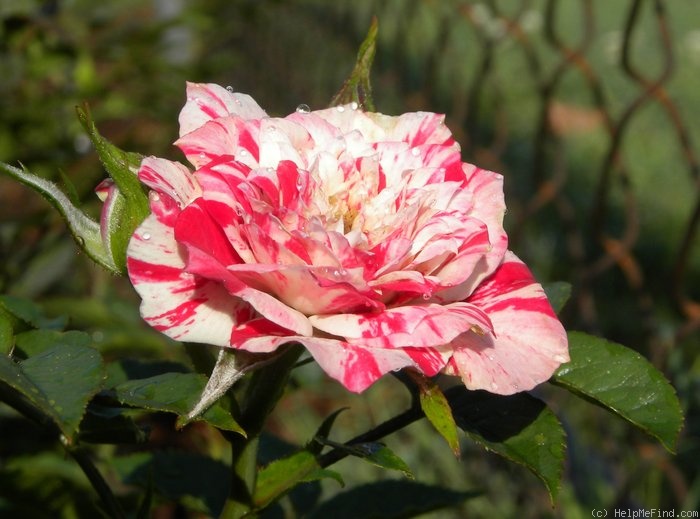 'Twister' rose photo