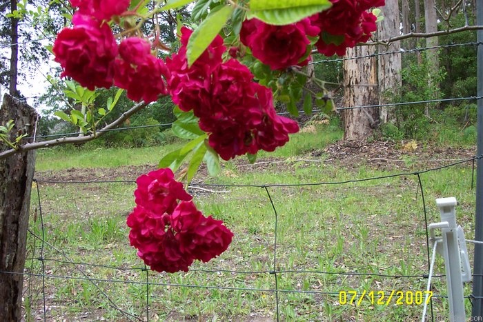 'Crimson Rambler' rose photo