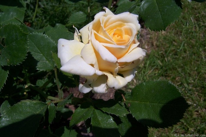 'Elmar Gunsch' rose photo