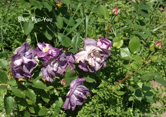'Blue For You (Floribunda, James, 2001)' rose photo
