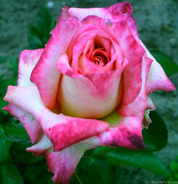 'Permoser' rose photo