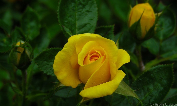 'Texas (miniature, Olesen before 1981)' rose photo