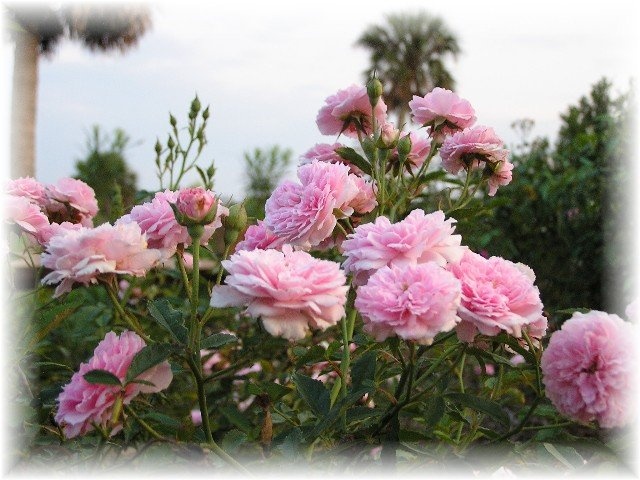 'Country Care Rose Gardens'  photo