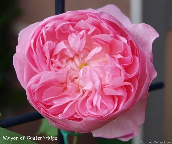 'Mayor of Casterbridge' rose photo