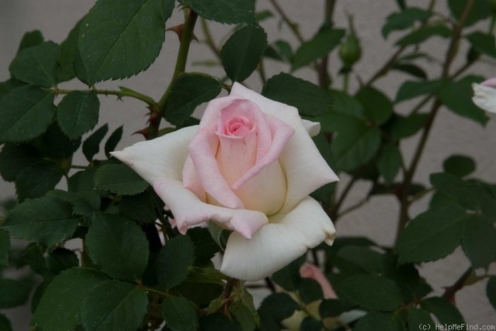'Leading Lady ™ (mini-flora, Benardella 2006)' rose photo