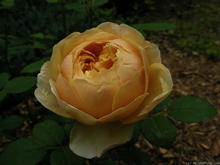 'Charles Darwin ® (shrub, Austin 1991/2001)' rose photo