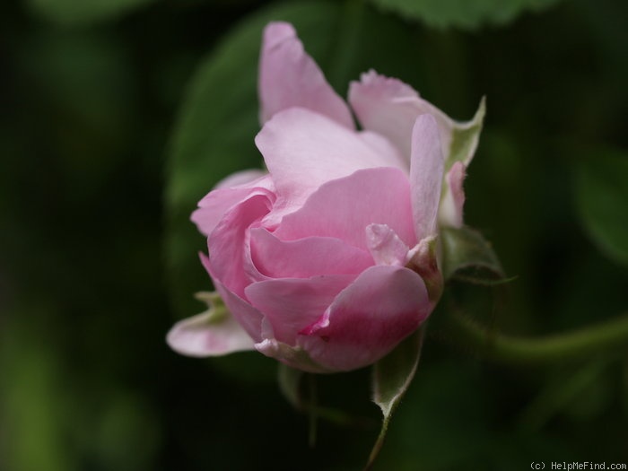 'Blush Damask' rose photo